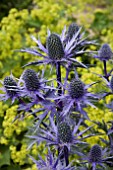 ERYNGIUM BIG BLUE