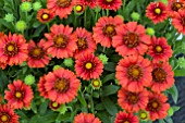 GAILLARDIA CELEBRATION