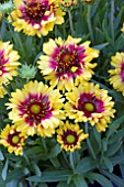 GAILLARDIA SUNSET MEXICAN