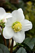 HELLEBORUS JACOB