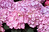 HYDRANGEA ADULA LILA