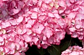 HYDRANGEA ADULA ROSA