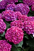 HYDRANGEA SPEEDY RED LILA