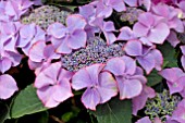 HYDRANGEA TIFFANY LILA