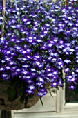 LOBELIA BELLA DONNA