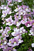 NEMESIA NESIA PINK SPIRIT