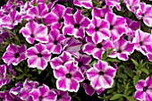 PETUNIA SURPRISE PURPLE DANCE