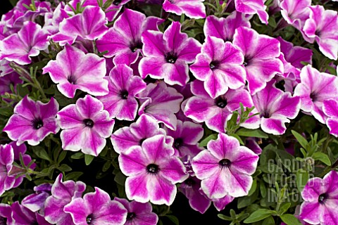 PETUNIA_SURPRISE_PURPLE_DANCE