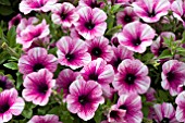 PETUNIA SWEETUNIA PURPLE TOUCH