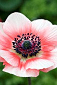 ANEMONE DE CAEN BICOLOUR