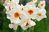 NARCISSUS CRAGFORD