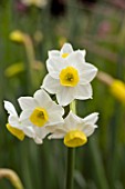 NARCISSUS AVALANCHE