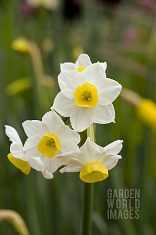 NARCISSUS_AVALANCHE