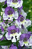 ANGELONIA ARCHANGEL WEDGEWOOD BLUE