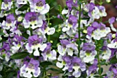 ANGELONIA ARCHANGEL WEDGEWOOD BLUE