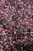 LOPHOMYRTUS RED DRAGON