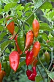 CHILLI HABANERO PAPER LANTERN