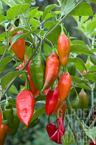 CHILLI_HABANERO_PAPER_LANTERN