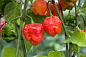 CHILLI MORUGA SCORPION