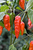 CHILLI NAGA MORICH