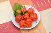 CHILLI MORUGA SCORPION