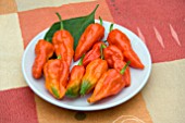 CHILLI NAGA MORICH