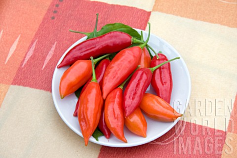 CHILLI_PAPER_LANTERN