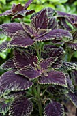 COLEUS ABBEY ROAD (SOLENOSTEMON)