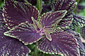 COLEUS ABBEY ROAD (SOLENOSTEMON)