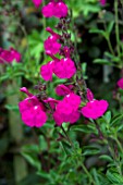 SALVIA SUNCREST ORCHID GLOW