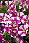 PETUNIA SWEETUNIA HOT PINK TOUCH