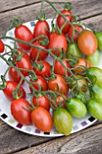 TOMATO FLORIDITY