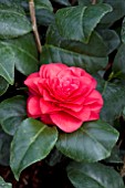 CAMELLIA APRIL ROSE