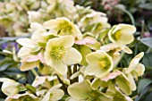 HELLEBORUS SNOW LOVE