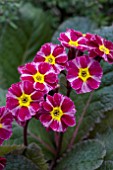 PRIMULA DARK ROSALEEN