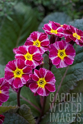 PRIMULA_DARK_ROSALEEN