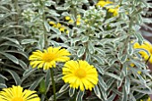 EUPHORBIA SILVER SWAN AND DORONICUM LEONARDO