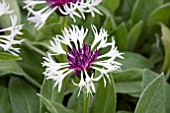 CENTAUREA AMETHYST IN SNOW