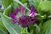 CENTAUREA AMETHYST DREAM