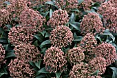 SKIMMIA MARLOT