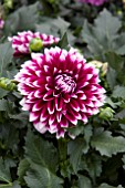 DAHLIA DALINA MAXI CANCUM