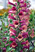 DIGITALIS ILLUMINATION RASPBERRY