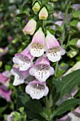 DIGITALIS KNEE HIGH LAVENDER