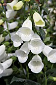 DIGITALIS KNEE HIGH WHITE