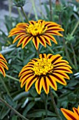 GAZANIA SUNBATHERS TIKAL