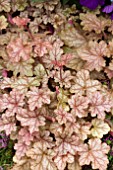 HEUCHERA KIRA ARIZONA