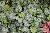 HEUCHERA KIRA EVERGREEN FOREST