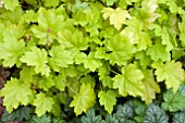 HEUCHERA KIRA GREEN TEA