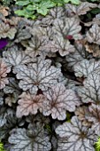 HEUCHERA KIRA OAK FOREST