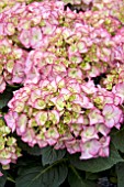 HYDRANGEA ADULA